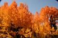 Colorado Fall Colors-4969.jpg